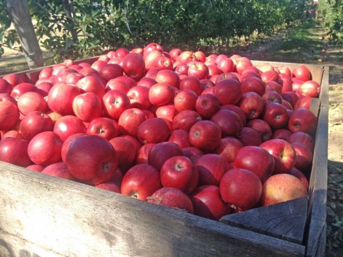 Trendsetter: Apple farming in Telangana – New income source