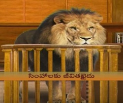 lion