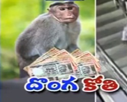 monkey